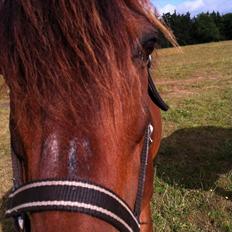 Anden særlig race Filur (solgt )