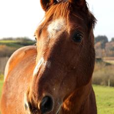 Anden særlig race Chivas [Har redet]