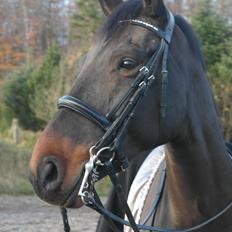 Dansk Varmblod Casino Royale SOLGT