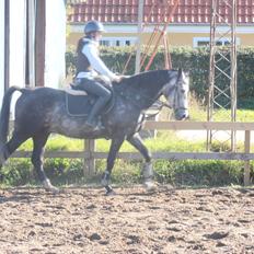 Anden særlig race soleo