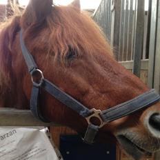 Anden særlig race Tarzan