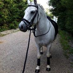 Anden særlig race Sofus