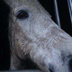 Anden særlig race Sofus