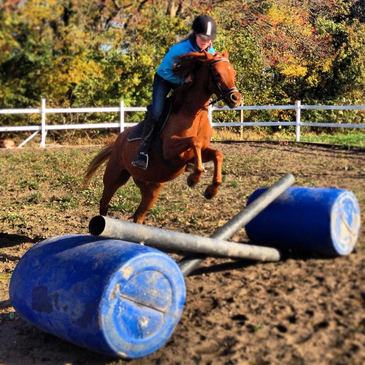 Welsh Partbred (Sec F) Laibek's First Excellence (Fister) billede 13