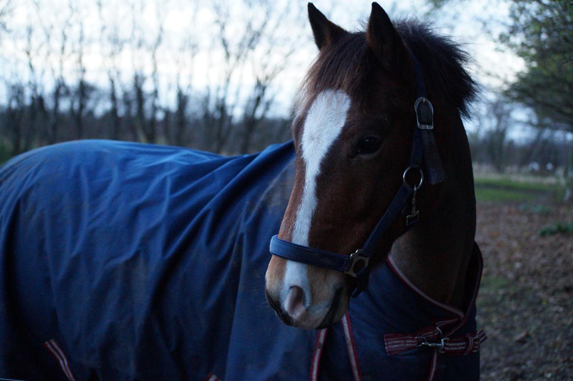 New Forest Remontes Free Fantasy - Fra vores 4 års dag <3 billede 8