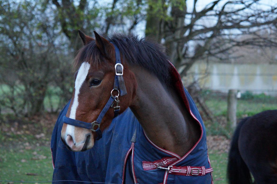 New Forest Remontes Free Fantasy - Min basse! 
November 2013 billede 14