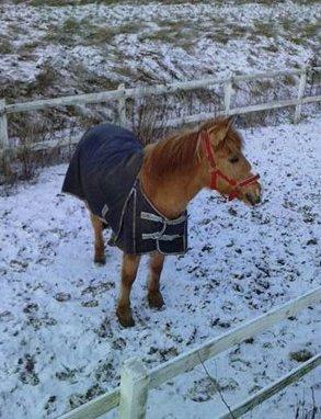 Anden særlig race Armani billede 3