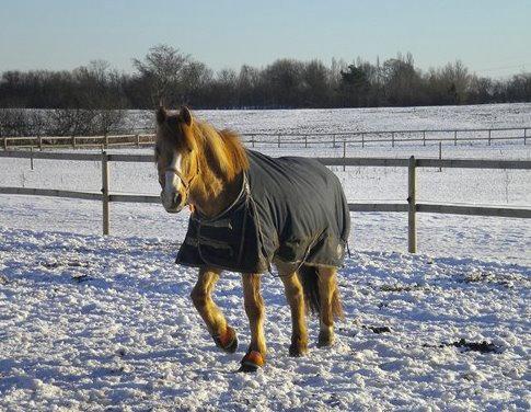 Anden særlig race Armani billede 4