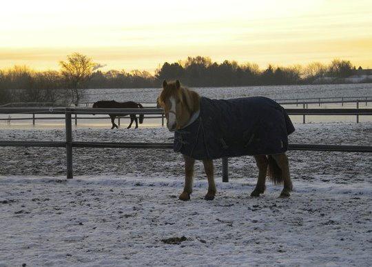 Anden særlig race Armani billede 7