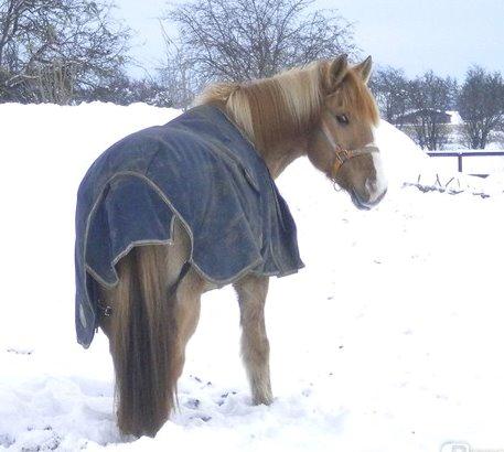 Anden særlig race Armani billede 9