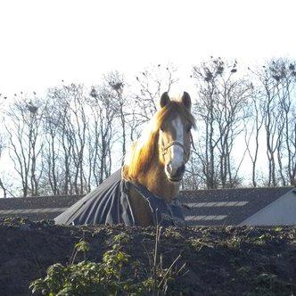 Anden særlig race Armani billede 12