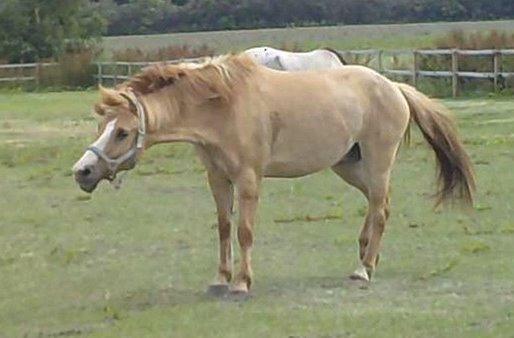 Anden særlig race Armani billede 14