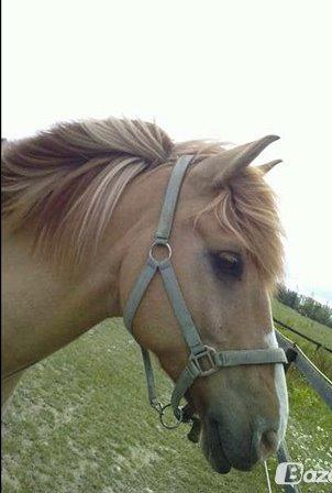 Anden særlig race Armani billede 2