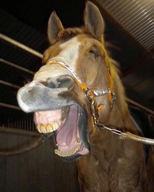 Anden særlig race Armani billede 8