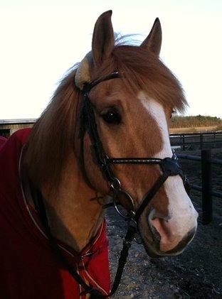 Anden særlig race Armani billede 11