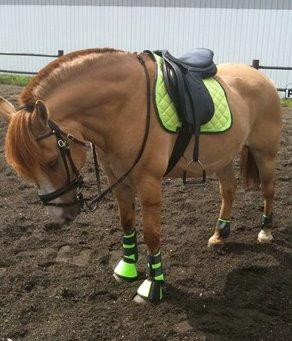 Anden særlig race Armani billede 15