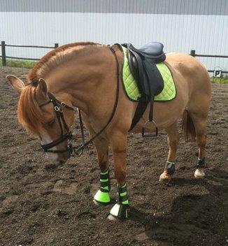 Anden særlig race Armani billede 13