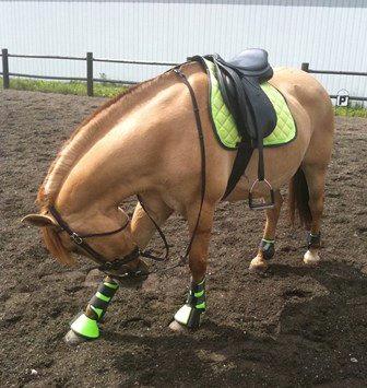 Anden særlig race Armani billede 1