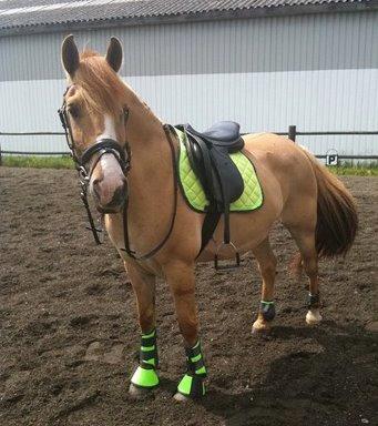 Anden særlig race Armani billede 5