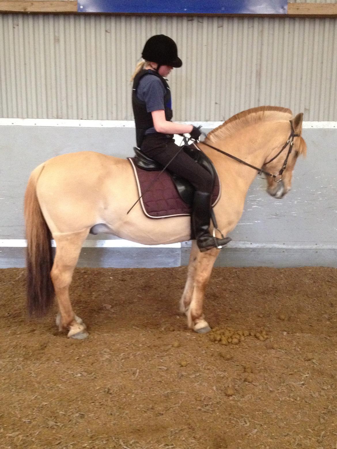 Anden særlig race Armani billede 10