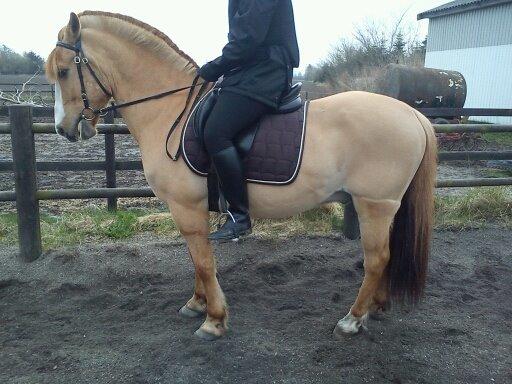 Anden særlig race Armani billede 6