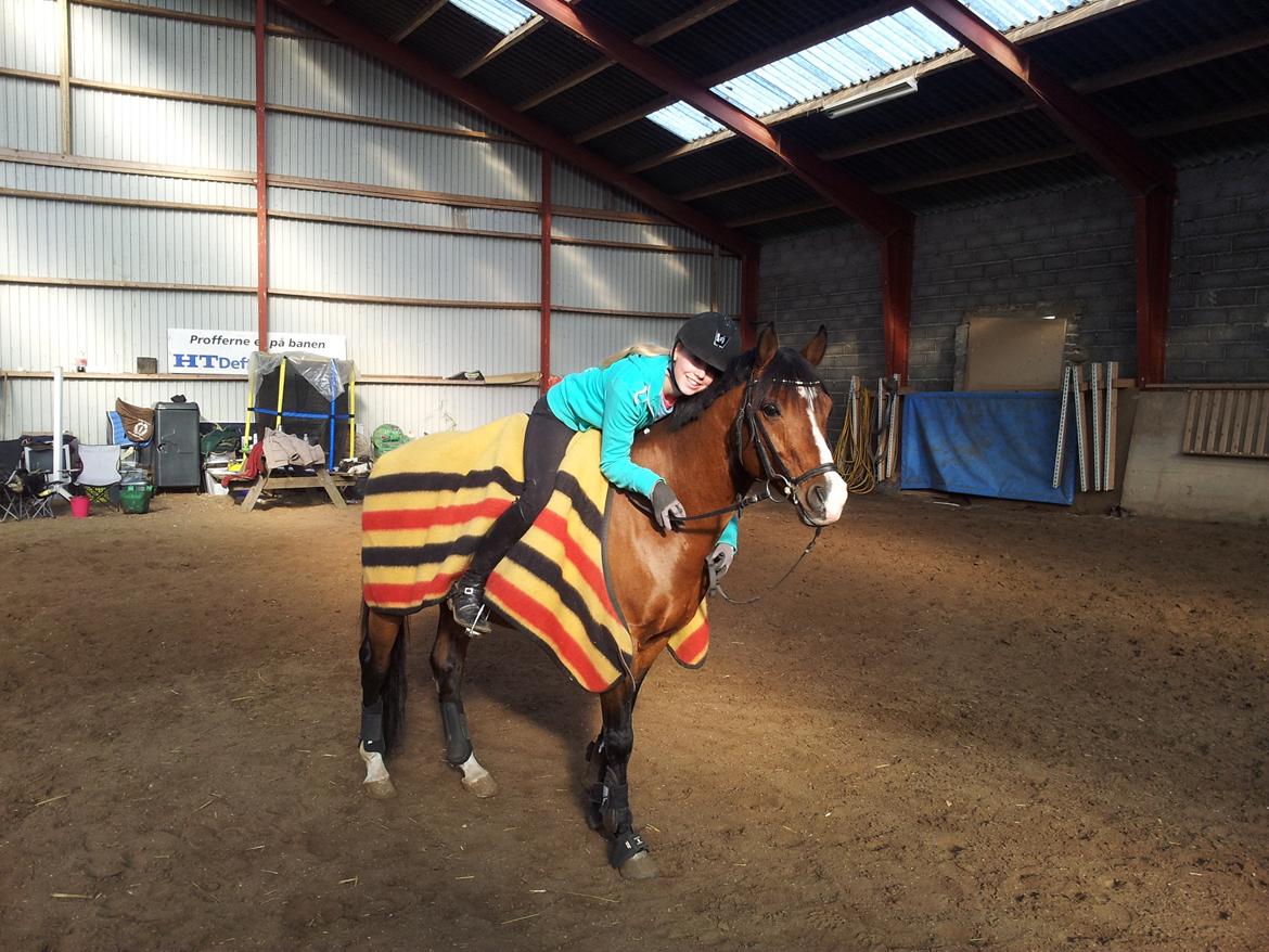 DSP Højvangs Bondeo - Solgt - Elsker ham mere end noget andet! billede 2