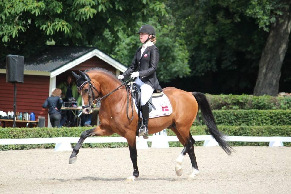 DSP Højvangs Bondeo - Solgt - Min stjerne <3 billede 4