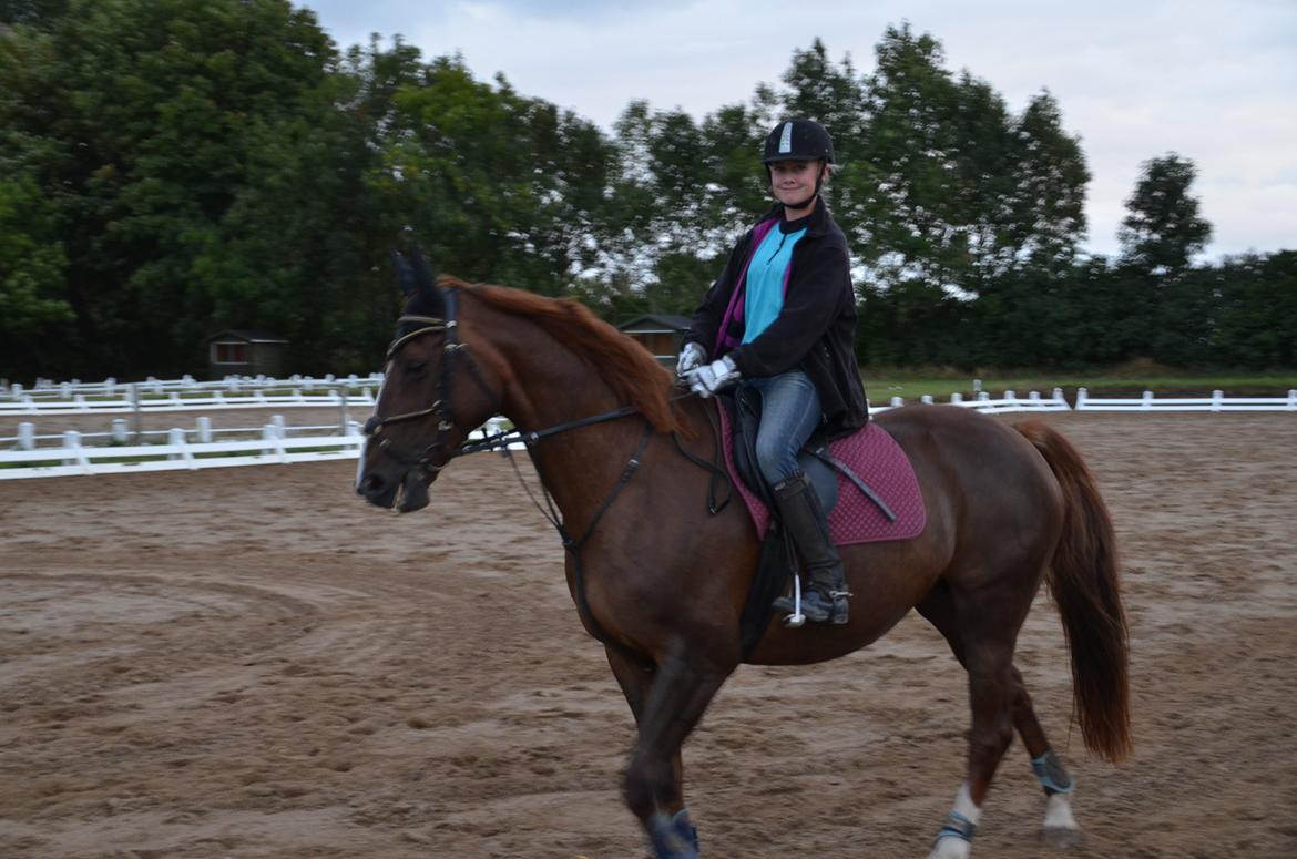 Dansk Varmblod Toskana billede 3