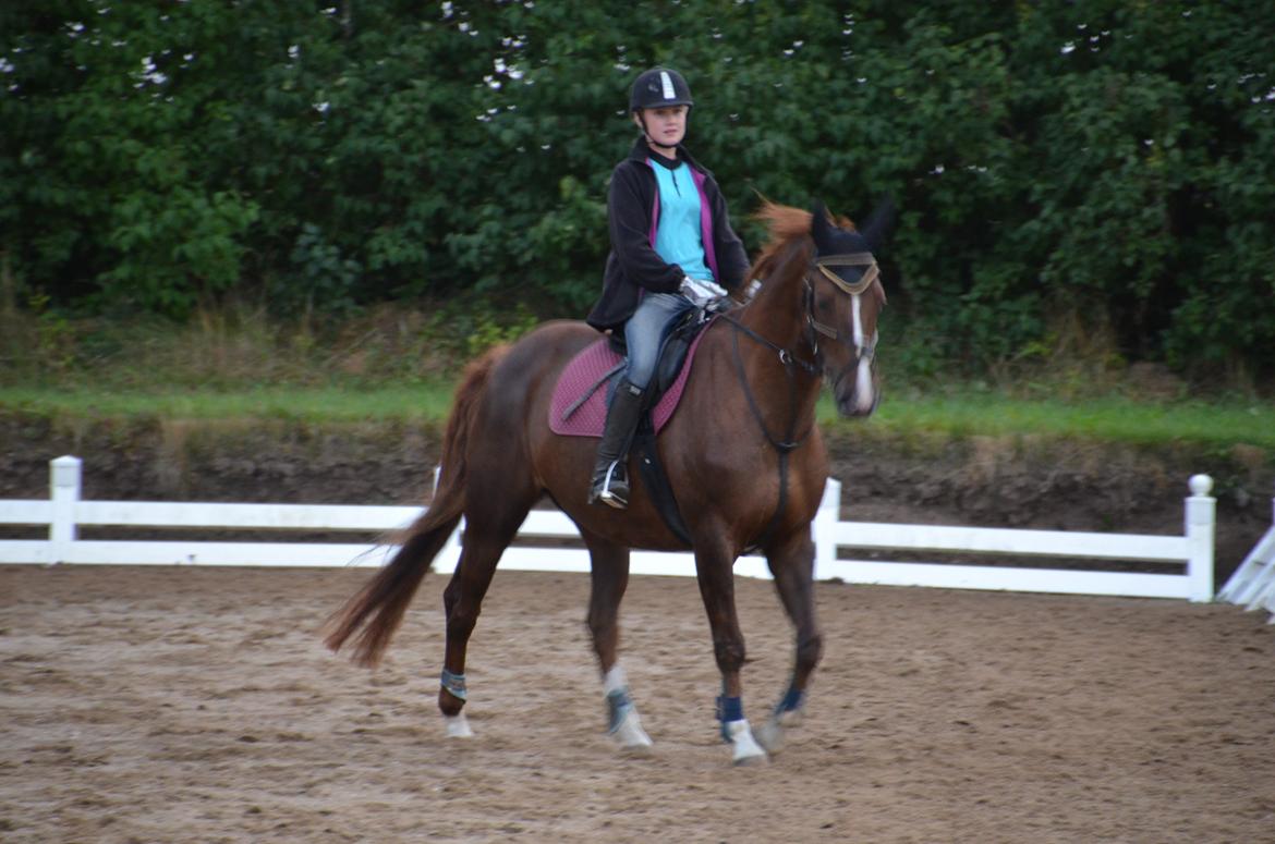 Dansk Varmblod Toskana billede 4