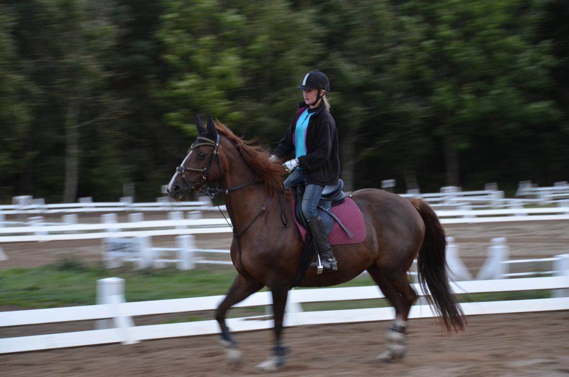 Dansk Varmblod Toskana billede 6
