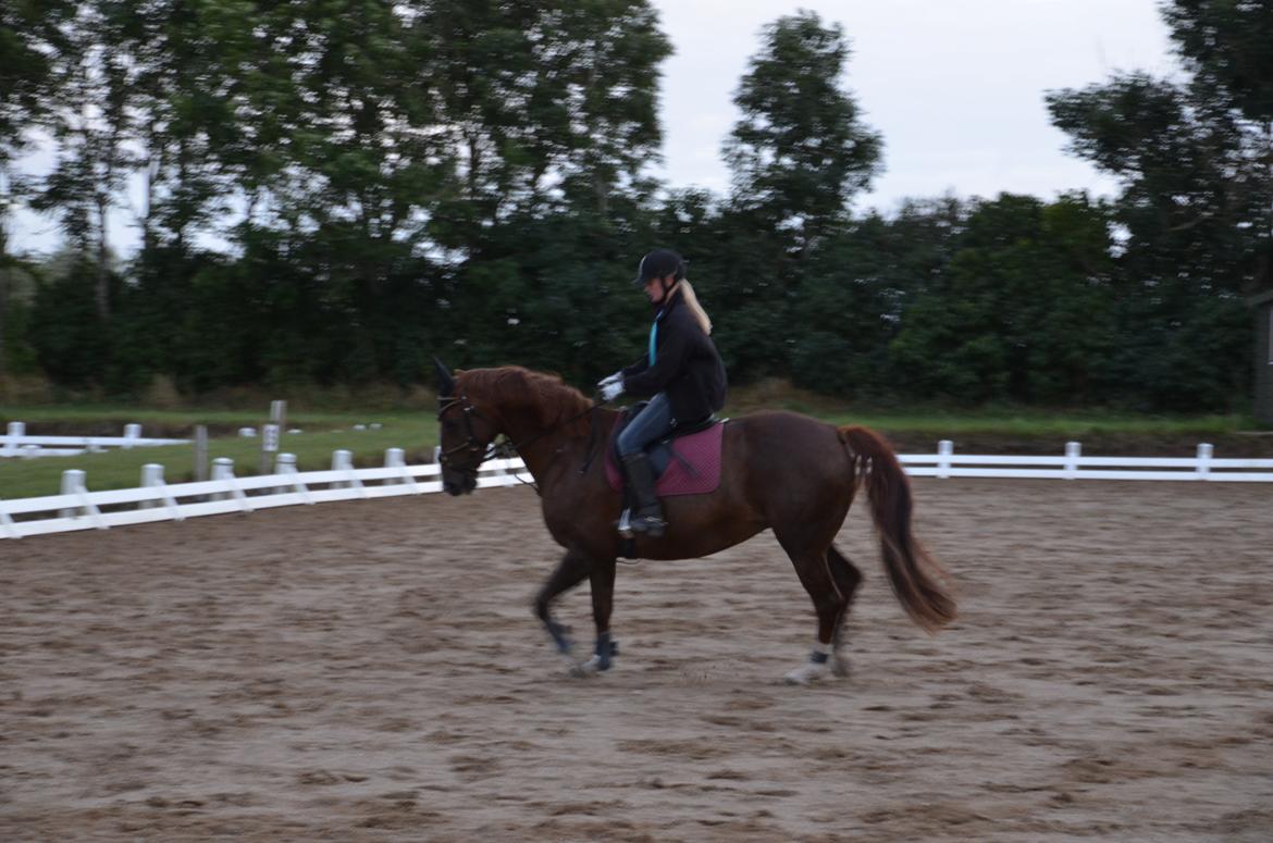 Dansk Varmblod Toskana billede 7