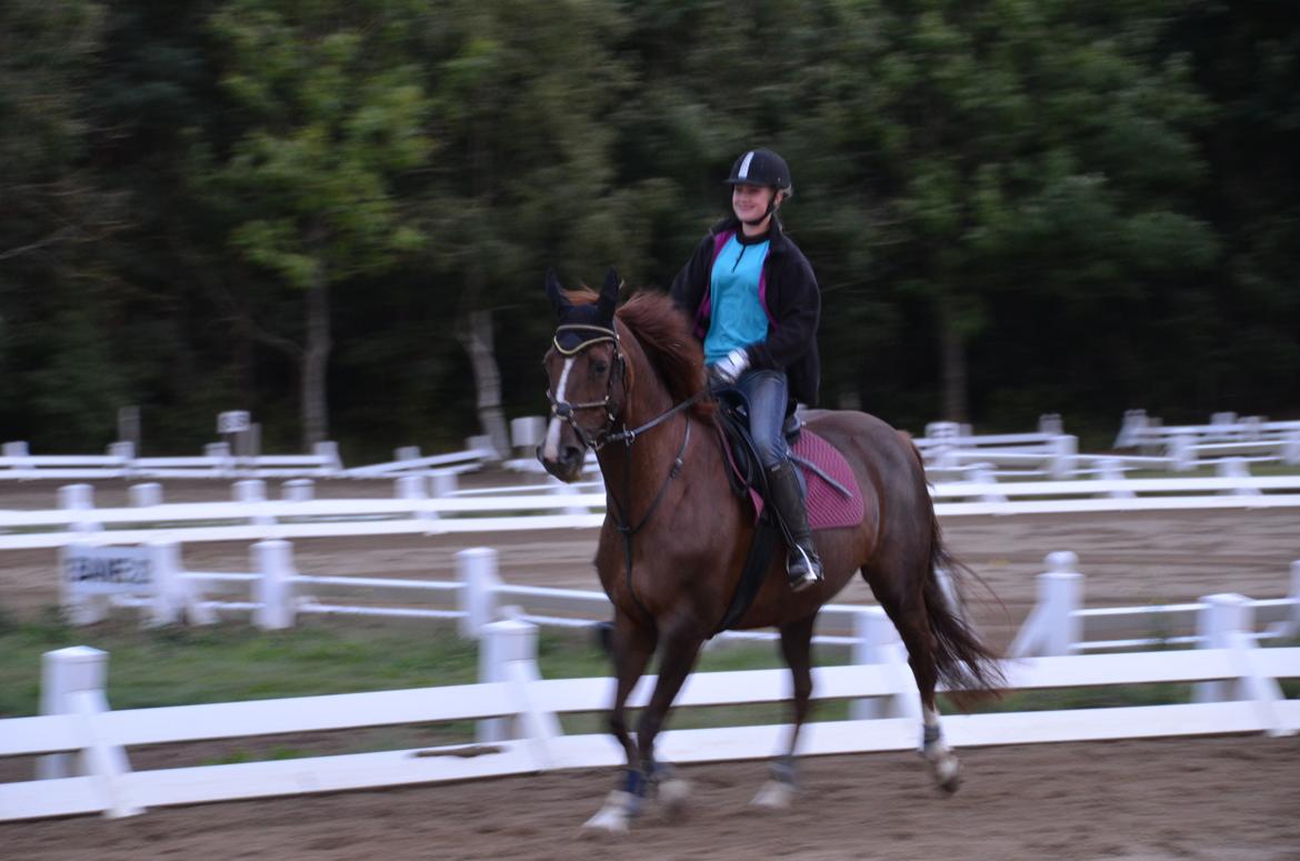 Dansk Varmblod Toskana billede 8