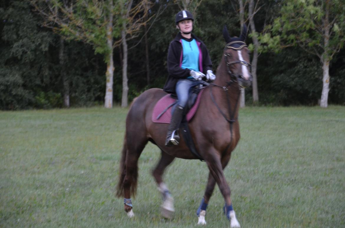 Dansk Varmblod Toskana billede 9