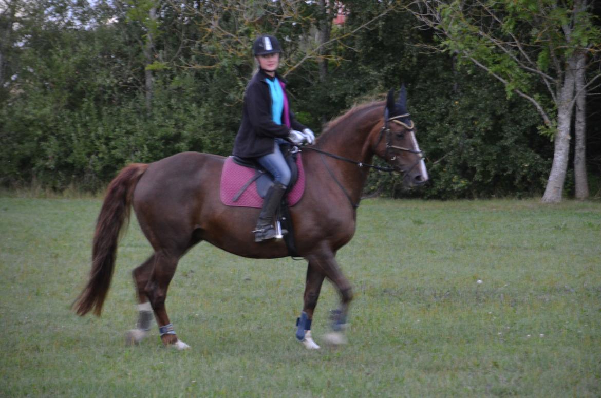 Dansk Varmblod Toskana billede 10