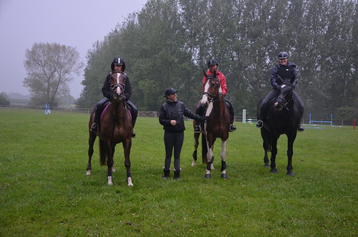 Dansk Varmblod Toskana billede 12