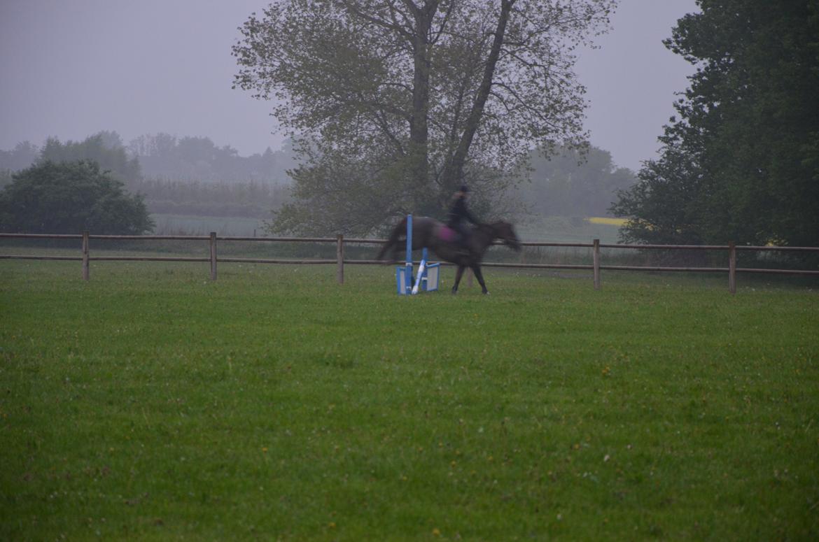Dansk Varmblod Toskana billede 14