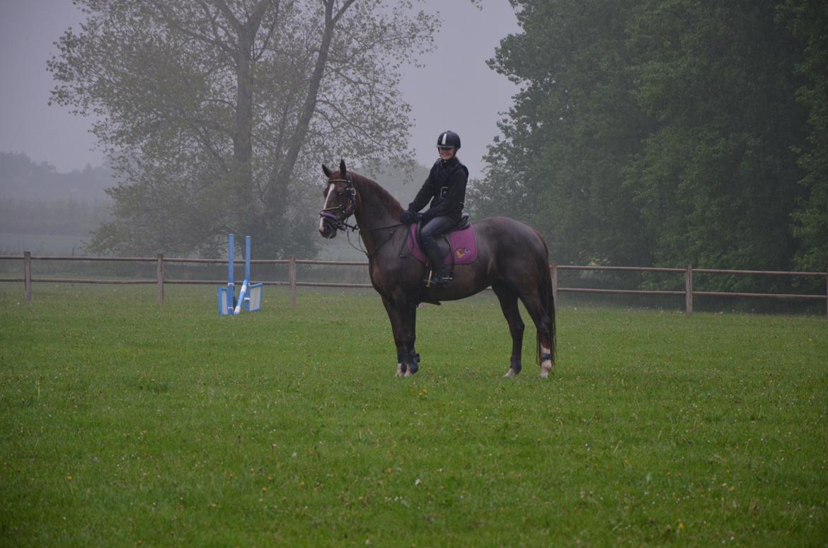 Dansk Varmblod Toskana billede 15