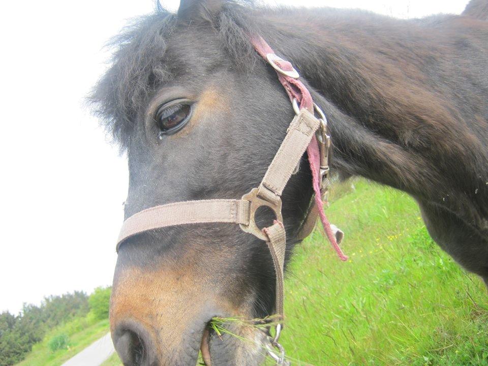 Anden særlig race Buster - Tak for kigget.. Dette billede var fra verdens bedste dag.. <3 billede 16