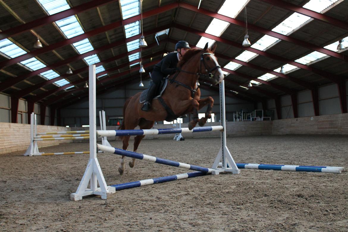 Trakehner Rosita (Bebs) - Springtræning d. 13.11.13 billede 6