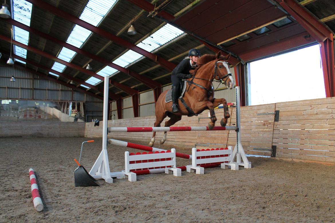 Trakehner Rosita (Bebs) - Springtræning d. 13.11.13 billede 8