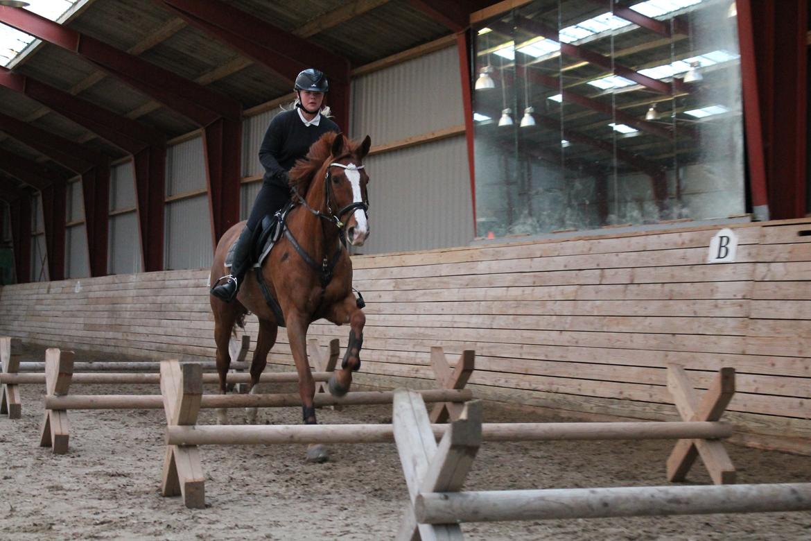 Trakehner Rosita (Bebs) - Springtræning d. 13.11.13 billede 13