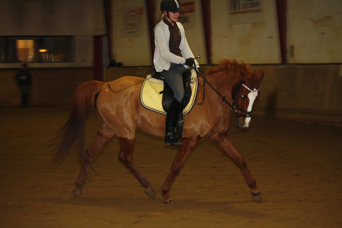 Hollandsk Sportspony Broderigårdens Nando (Gucci Nans) billede 15