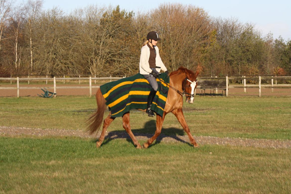 Hollandsk Sportspony Broderigårdens Nando (Gucci Nans) billede 17