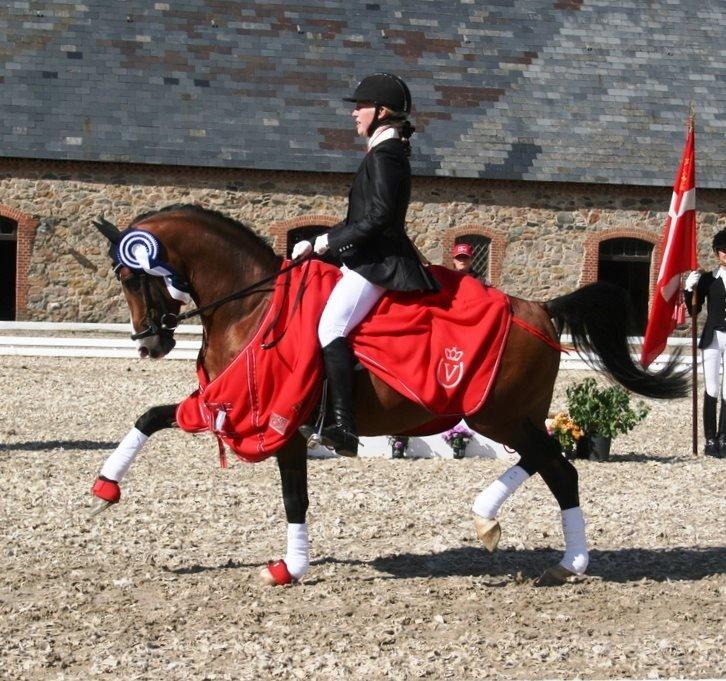 DSP Højvangs Bondeo - Solgt - DM 2012 sølv billede 1