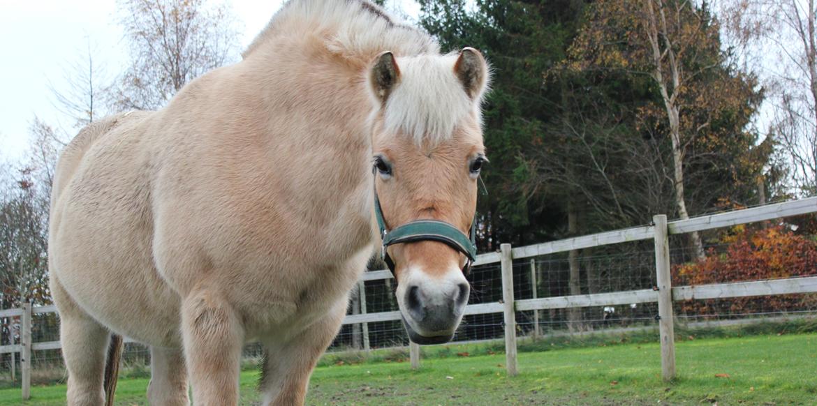 Fjordhest Freja |Den bedste <3| - Min elskede Freja. Selvom tiden ikke altid er der, så elsker jeg hvert sekund jeg er sammen med dig! Du er den bedste <3 - Efterår 2013 billede 2