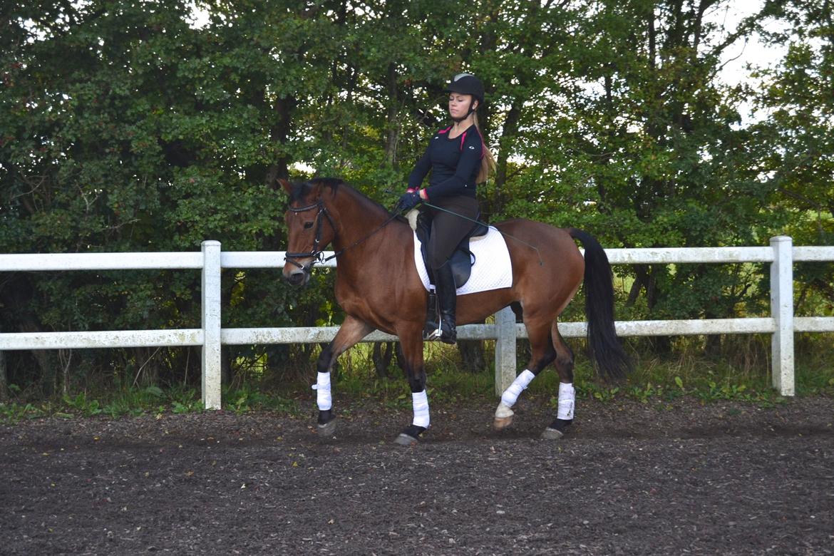 Anden særlig race Esmaralda - Dressur Ralde billede 20