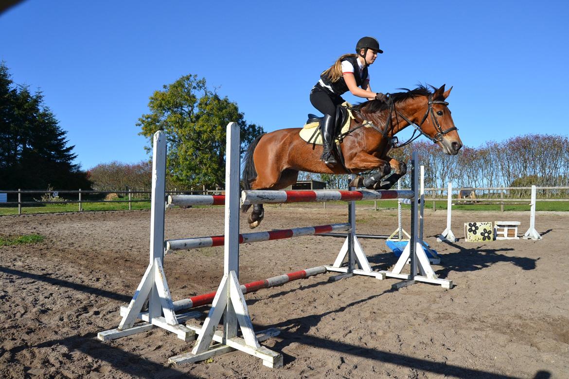 Anden særlig race Esmaralda - Let over 125 cm okser  billede 8