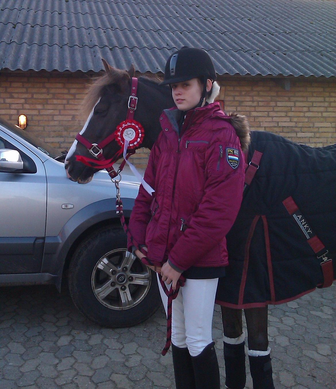 Hollandsk Sportspony •Challenge• billede 30