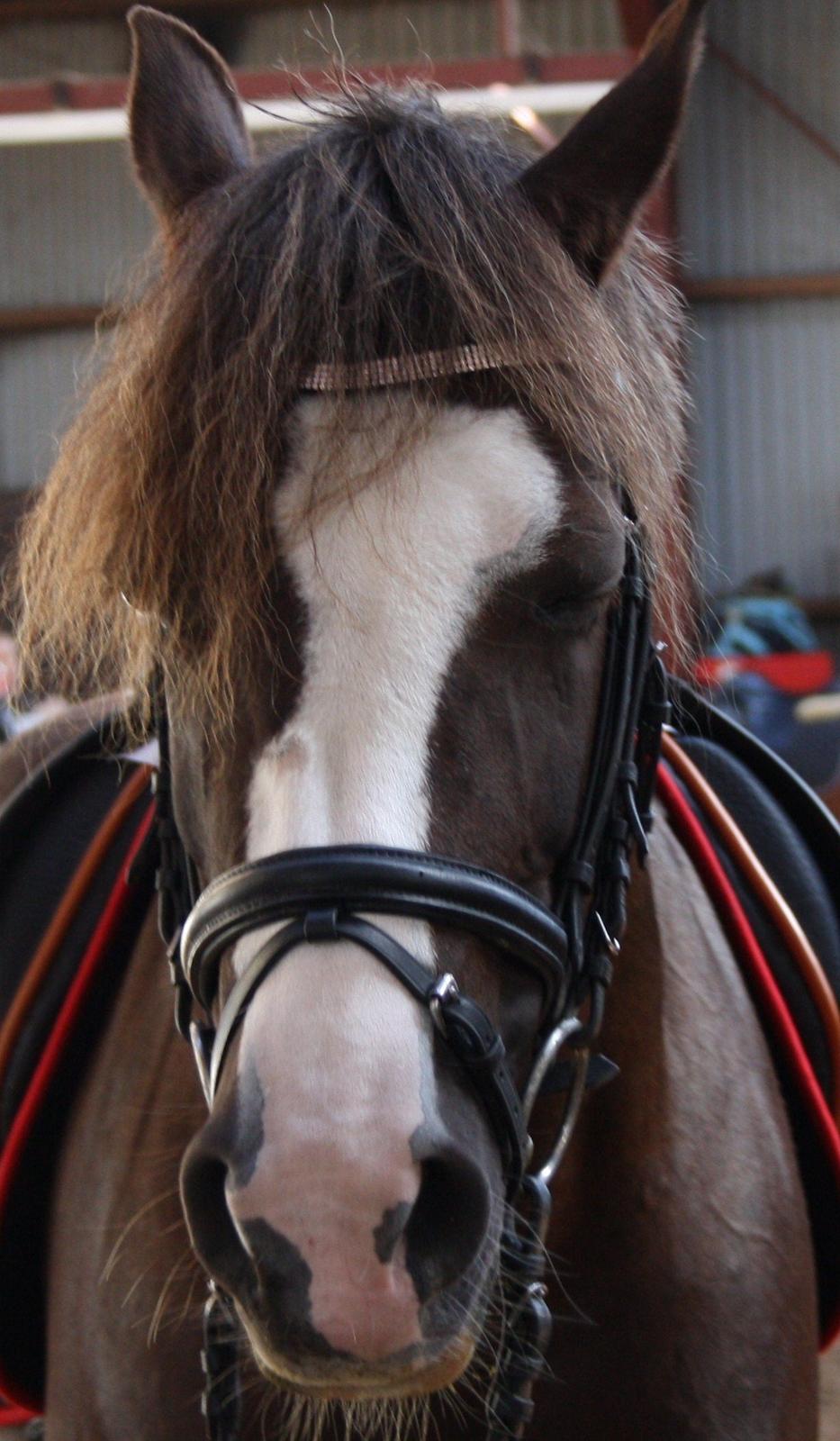 Hollandsk Sportspony •Challenge• billede 31