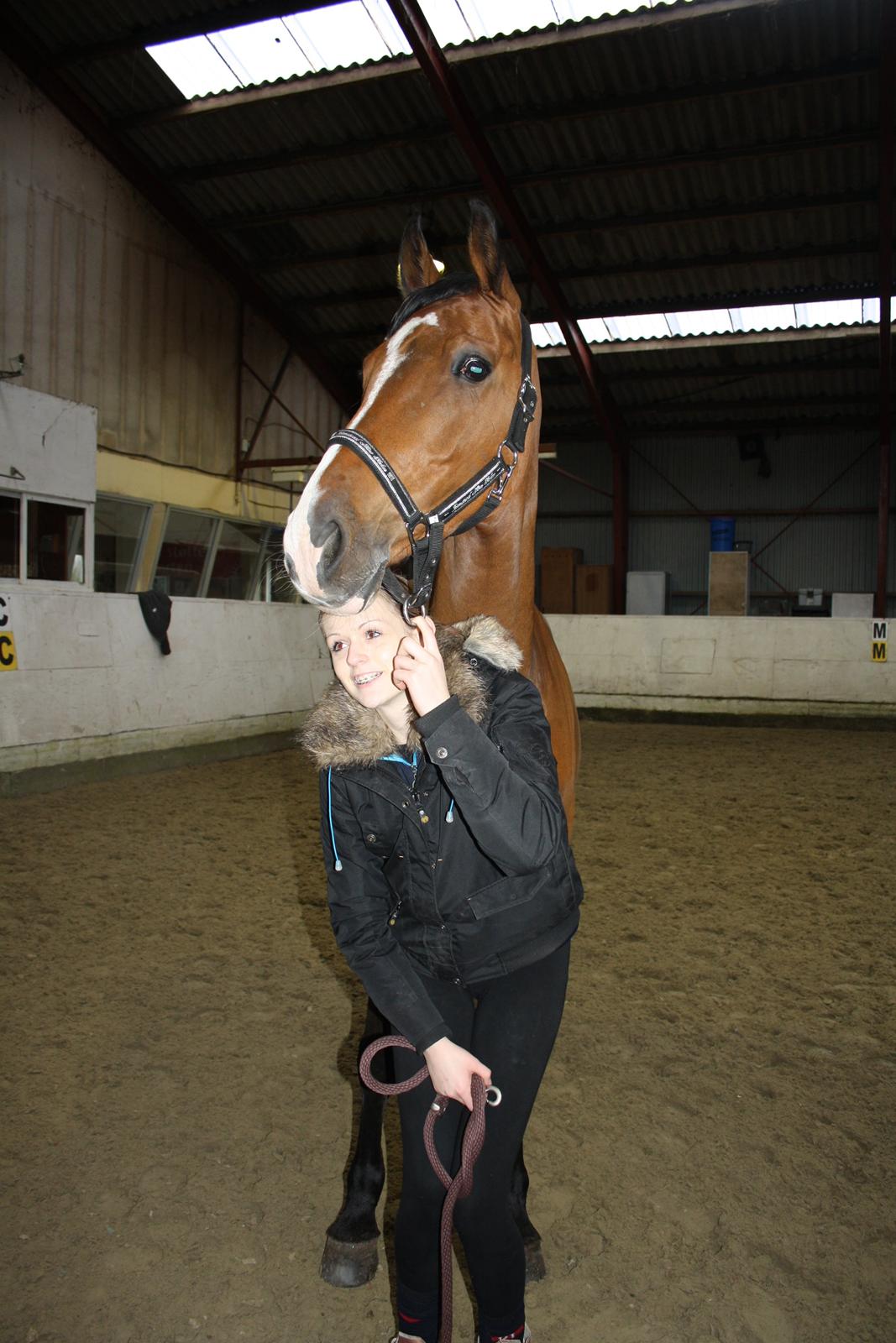 Dansk Varmblod RDH • Capella • billede 25